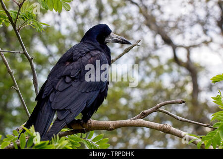 Rook (Corvus frugilegus), appollaiato in un albero, vicino Mevagissey, Cornwall, Inghilterra, Regno Unito. Foto Stock