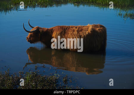 Un scozzese Highland mucca in piedi in una piscina di acqua di raffreddamento e di bere nel caldo sole estivo Foto Stock