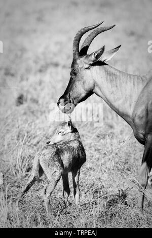 Topi (Damaliscus lunatus) parto e nuovo nato il Masai Mara riserva naturale nazionale, Kenya, Africa orientale. Foto Stock