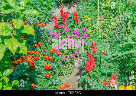 Coltivazione di rosa, viola, rosso e molti fiori colorati in una serra di piante di vivaio di fiori in un centro espositivo in vicino a Gangtok Sikkim India. Foto Stock