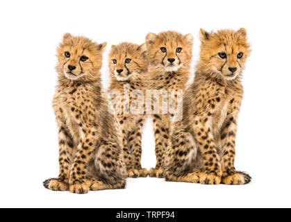 Gruppo di una famiglia di tre mesi di età cheetah cubs seduti insieme Foto Stock