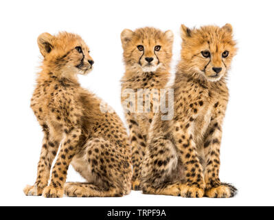 Gruppo di una famiglia di tre mesi di età cheetah cubs seduti insieme Foto Stock