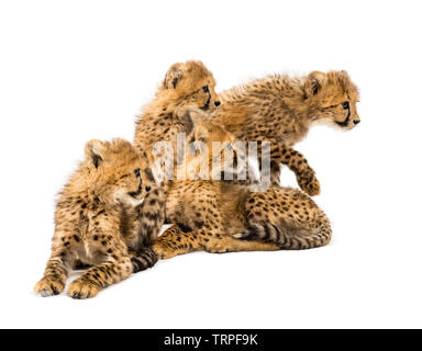 Gruppo di una famiglia di tre mesi di età cheetah cubs seduti insieme Foto Stock