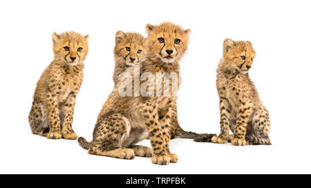 Gruppo di una famiglia di tre mesi di età cheetah cubs seduti insieme Foto Stock