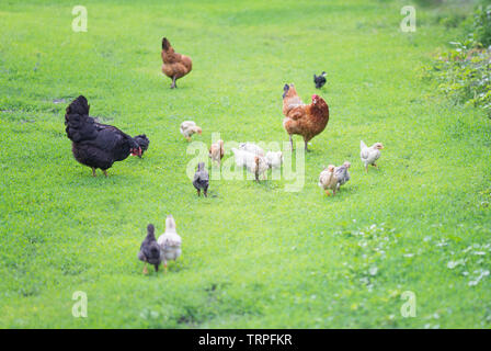 Lo zenzero e il nero galline passeggiate con i giovani polli su erba verde all'aperto Foto Stock