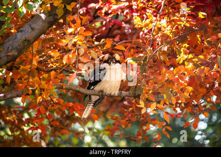 Nativo australiano kookaburra kingfisher uccello appollaiato sul ramo di albero in pieno autunno autunno giallo oro rosso e arancio foglie Foto Stock