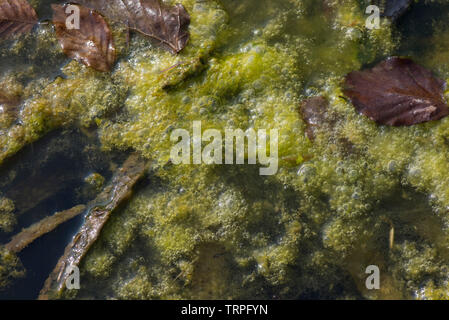 Alghe filamentose o coperta di erbacce bolle di ossigeno a formare in crescita ad alta densità sulla superficie di un laghetto in giardino Foto Stock