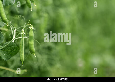 Coltivati localmente pisello verde in giardino biologico caserecci produrre Pisum sativum Foto Stock