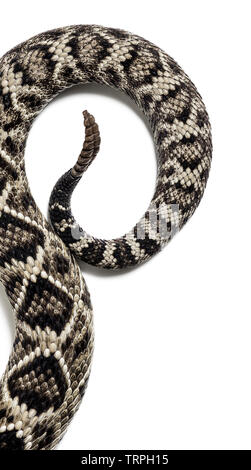 Crotalus atrox, western diamondback rattlesnake o Texas diamond back, serpenti velenosi contro uno sfondo bianco Foto Stock