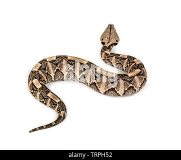 Bitis gabonica, Gaboon viper , Bitis gabonica, è una specie di Viper, velenosi contro uno sfondo bianco Foto Stock