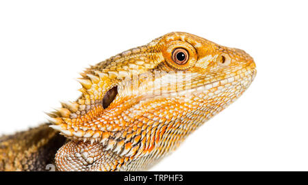 Chiusura del drago barbuto, Pogona vitticeps, di fronte a uno sfondo bianco Foto Stock