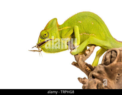 Camaleonte, Chamaeleo chameleon, alimentazione di insetti di fronte a uno sfondo bianco Foto Stock