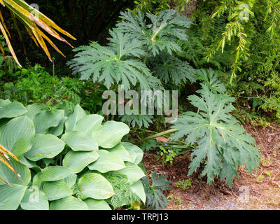 Grandi foglie incise dell'ardito perenne Ligularia japonica "dragone cinese' condividono un confine esotici con un blu lasciava hosta Foto Stock