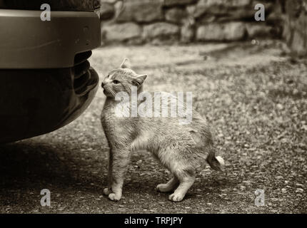 Gatto randagio sotto la vettura, gli animali abbandonati, di solitudine Foto Stock