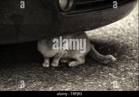 Gatto randagio sotto la vettura, gli animali abbandonati, di solitudine Foto Stock