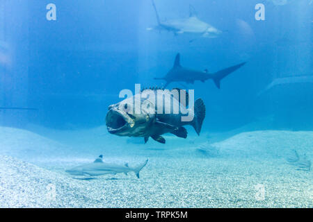 Le cernie giganti con la shark nel blu del mare presso l'aquarium Foto Stock