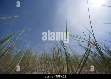 Basso angolo di verde fresco Canne al vento in estate sole Foto Stock