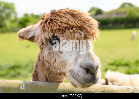 Alpaca in una molla campo di fattoria Foto Stock