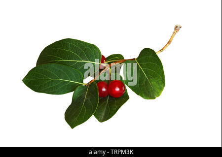 Ramoscello con foglie verdi e rosse bacche isolato su bianco Foto Stock