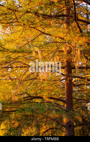 Dettaglio di alberi frondosi illuminato da golden la luce del tramonto. Foto Stock