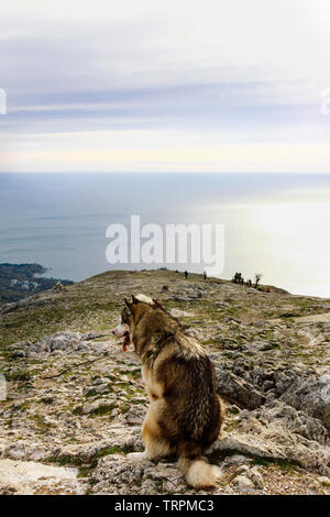 Un Malamute Cane di razza si trova sulla cima di una scogliera e guarda verso il mare e le montagne. Bella animali domestici. Cani Pedigree Foto Stock