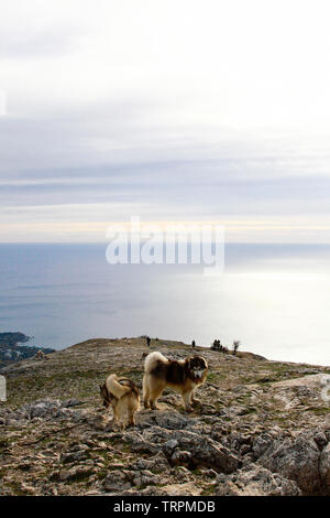 Due Malamute Cane passeggiate sulle montagne a molla. Strada di montagna, sentieri escursionistici. Bella animali domestici. Cani Pedigree Foto Stock