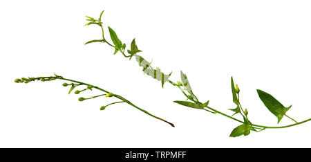 Set di centinodia ciuffi con il verde delle foglie e germogli isolato su bianco Foto Stock