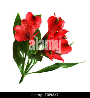 Alstroemeria rosso fiori e foglie verdi isolati su bianco Foto Stock