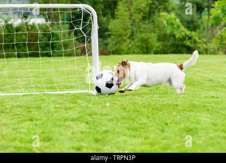 Avanzamento testata punteggio obiettivo in vuoto di gioco del calcio (calcio) mini obiettivo Foto Stock