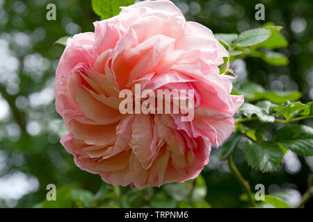 Rosa Pierre de Ronsard Foto Stock