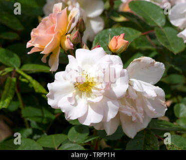 Rosa 'Penelope' Foto Stock