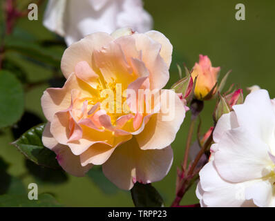 Rosa 'Penelope' Foto Stock