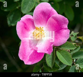 Rose Arthur Hillier Foto Stock