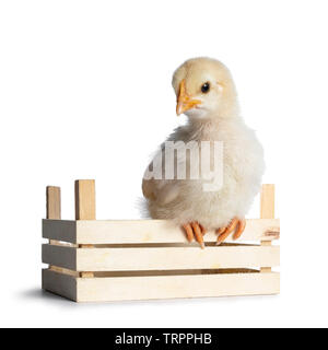 Carino pulcino di bambino seduto sul bordo della piccola cassa di legno, rivolto verso la parte anteriore. Guardando giù. isolato su un backgroud bianco. Foto Stock