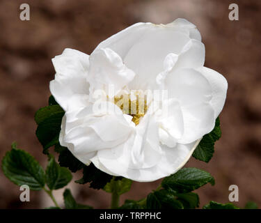 Rose "Blanc Double de Coubert' Foto Stock