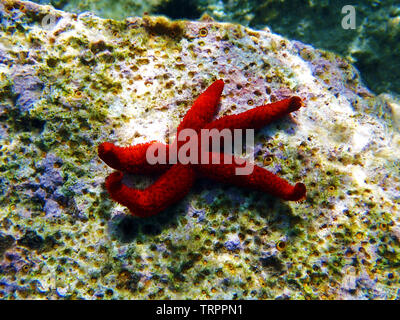 Rosso Mediterraneo Stella di Mare - Echinaster sepositus Foto Stock