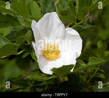 Rose Nijveldt White Foto Stock