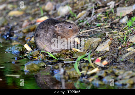 acqua vola arvicola anfibio Foto Stock