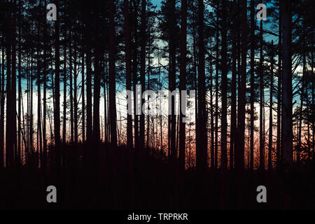 Silhouette di foresta di pini su colorata notte sullo sfondo del cielo Foto Stock