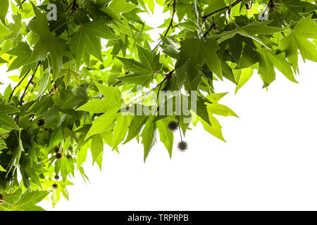 Il verde delle foglie e frutti di una Londra albero piano isolato su sfondo bianco Foto Stock