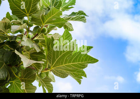 I frutti e le foglie di un comune albero di fico su nuvoloso cielo blu Foto Stock