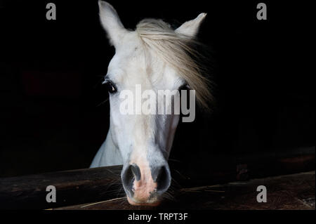 Ritratto di un pony bianco in una stabile Foto Stock