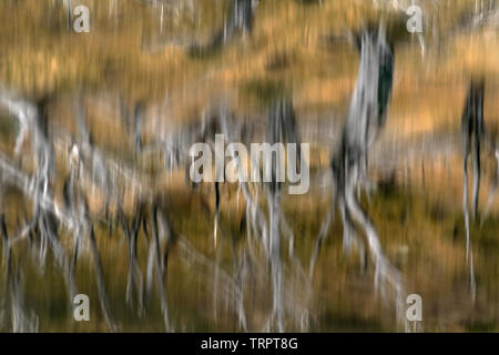 Riflessioni in acqua, Torres del Paine NP, Cile Foto Stock