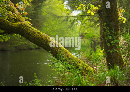 Un tipico inglese riverside habitat Foto Stock