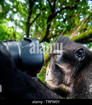 Monkey guarda nella lente. Di Celebes macaco crestato. Crested macaco nero, Sulawesi crested macaco o il black ape. Habitat naturale. Sulawesi Foto Stock