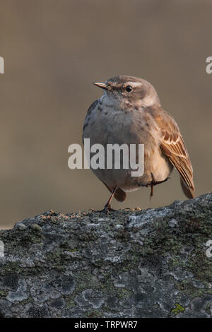 Acqua (pipit Anthus spinoletta), bella songbird seduto su una pietra al mattino, Krkonoše National Park, Repubblica Ceca Foto Stock