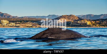 Humpback balene nuotare nell'Oceano Pacifico. Retro della balena sulla superficie dell'oceano. Le immersioni nel profondo Foto Stock