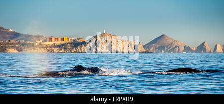 Humpback balene nuotare nell'Oceano Pacifico. Retro della balena sulla superficie dell'oceano. Le immersioni nel profondo Foto Stock