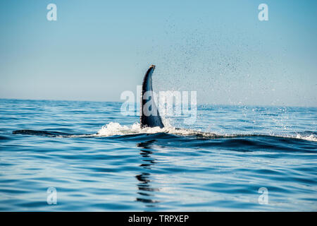Mighty Humpback Whale al di sopra della superficie dell'oceano. Nome scientifico: Megaptera novaeangliae. Habitat naturale. Oceano Pacifico, vicino al Golfo di Californi Foto Stock