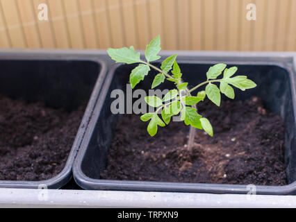 Il giardinaggio sul balcone. Piantati piccoli il pomodoro nel recipiente in plastica. Close up. Foto Stock